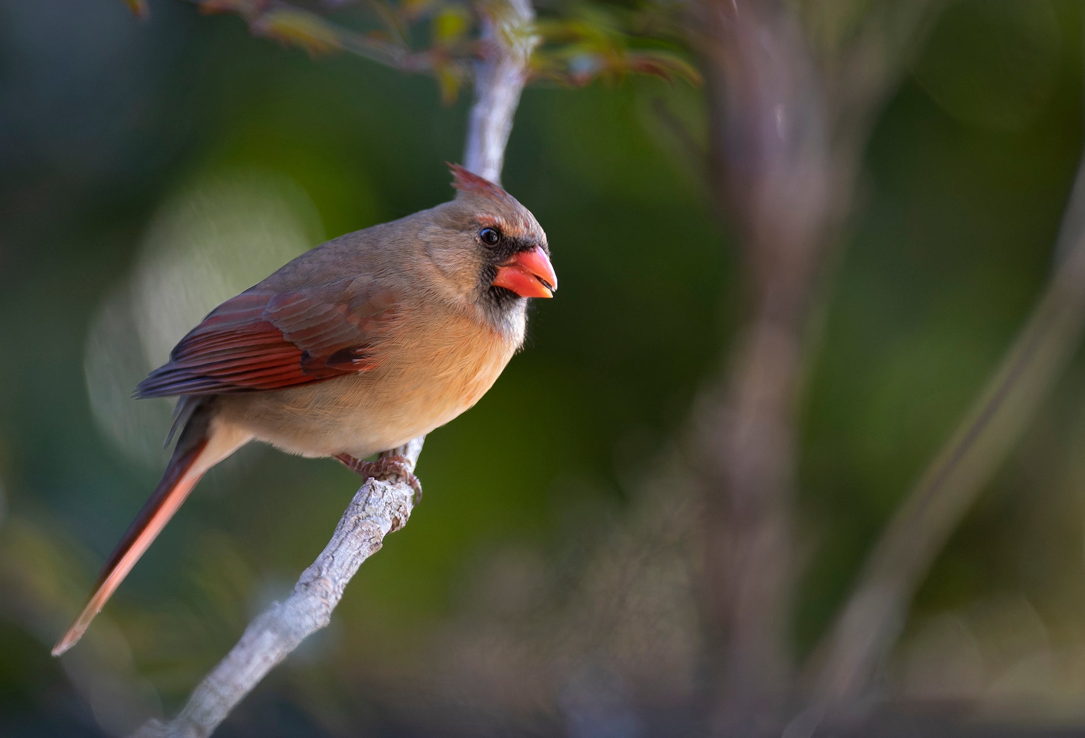 A beige Northern Cardinal female stands on a bare branch