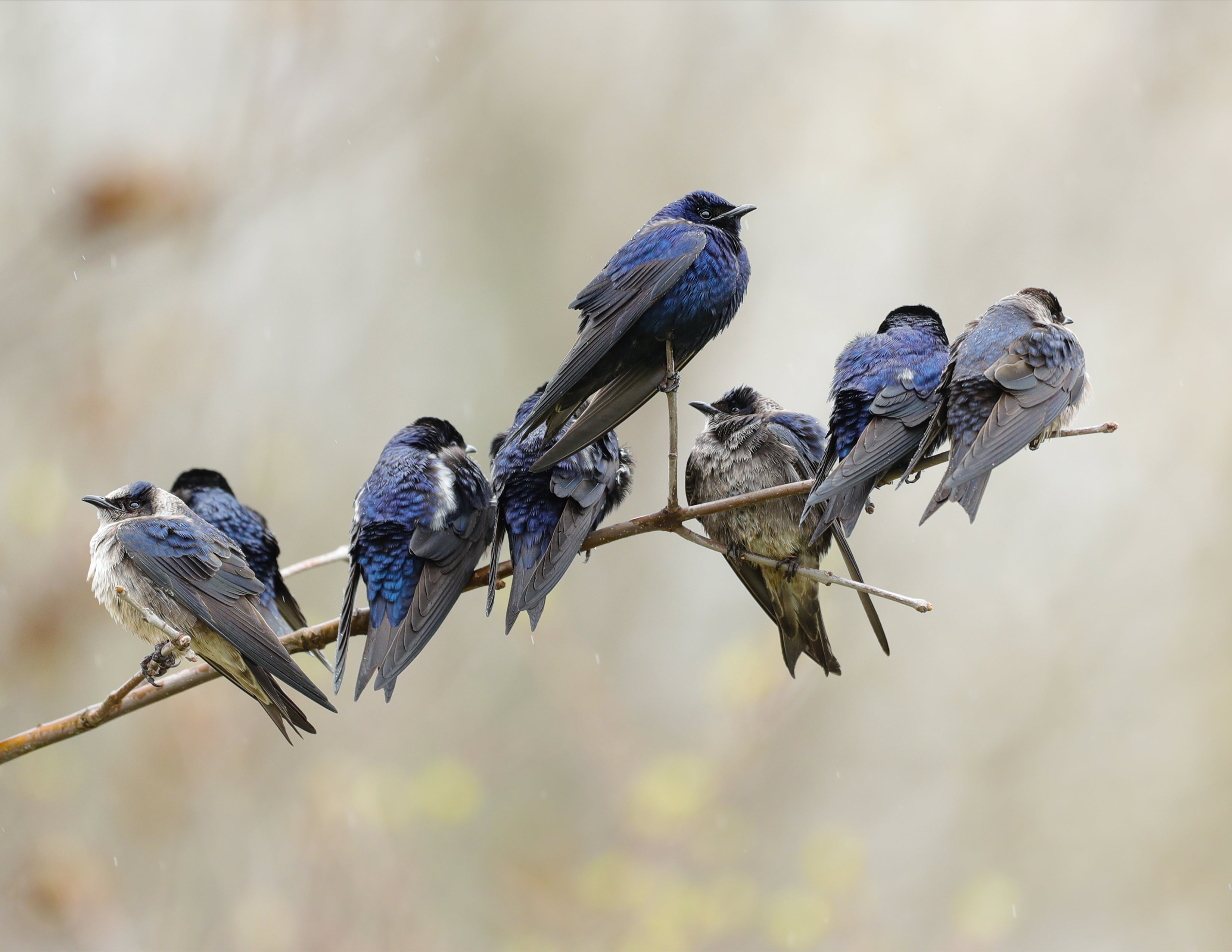 Dark blue and light gray-blue birds sit on a branch.