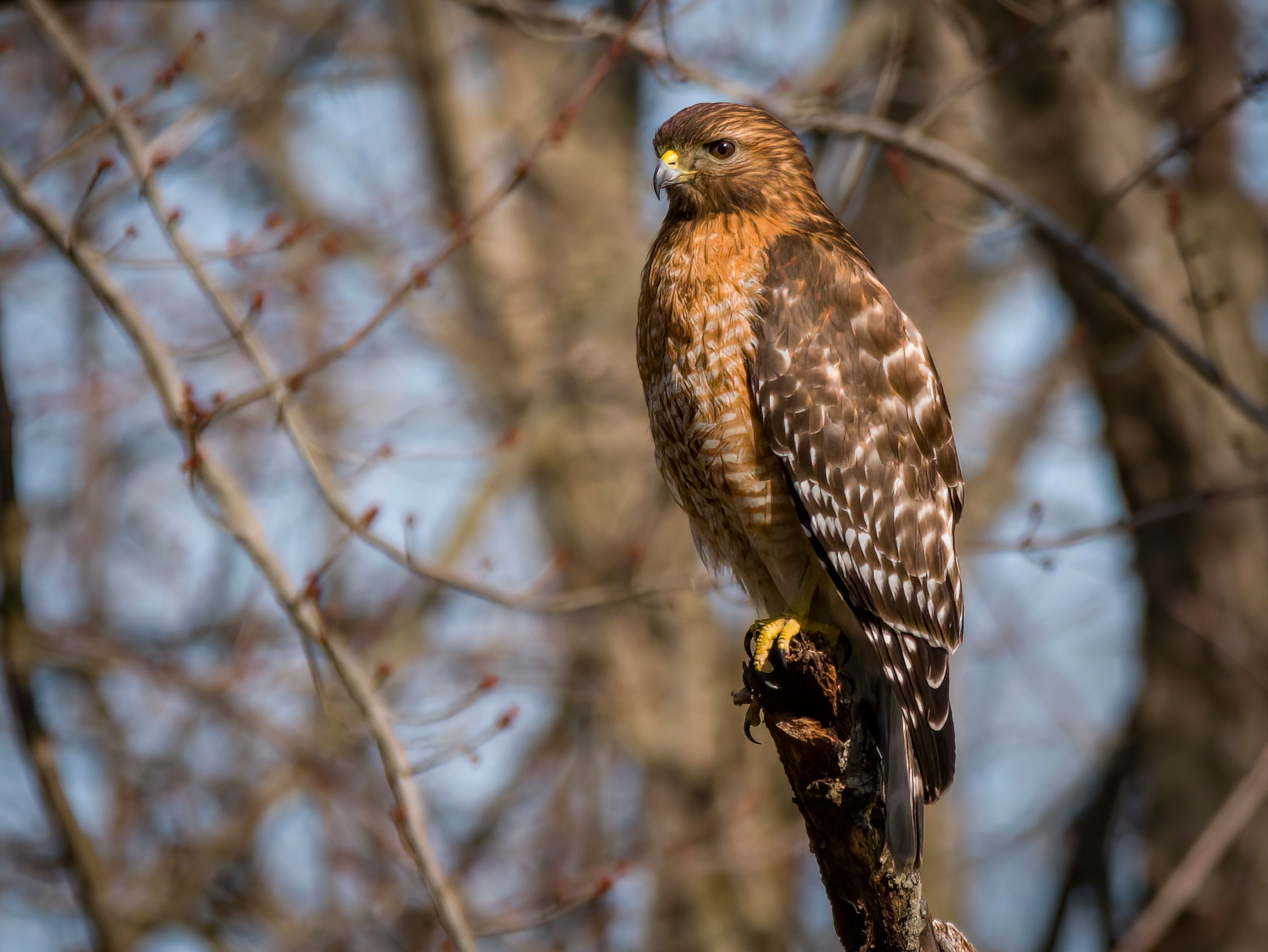 Red-shouldered Hawk on a branch