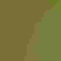 A brown bird with black speckles on its chest -- a Wood Thrush -- spreads its wings.