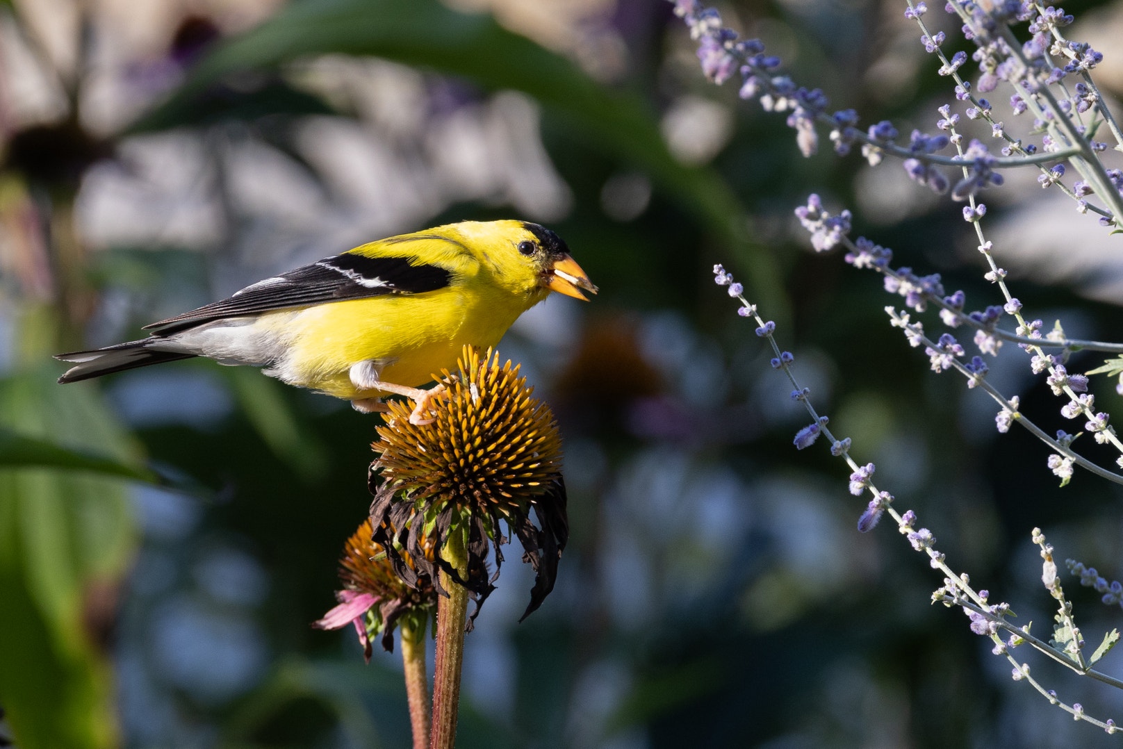 How Audubon’s Plants for Birds Program is Supporting Migrating Birds ...