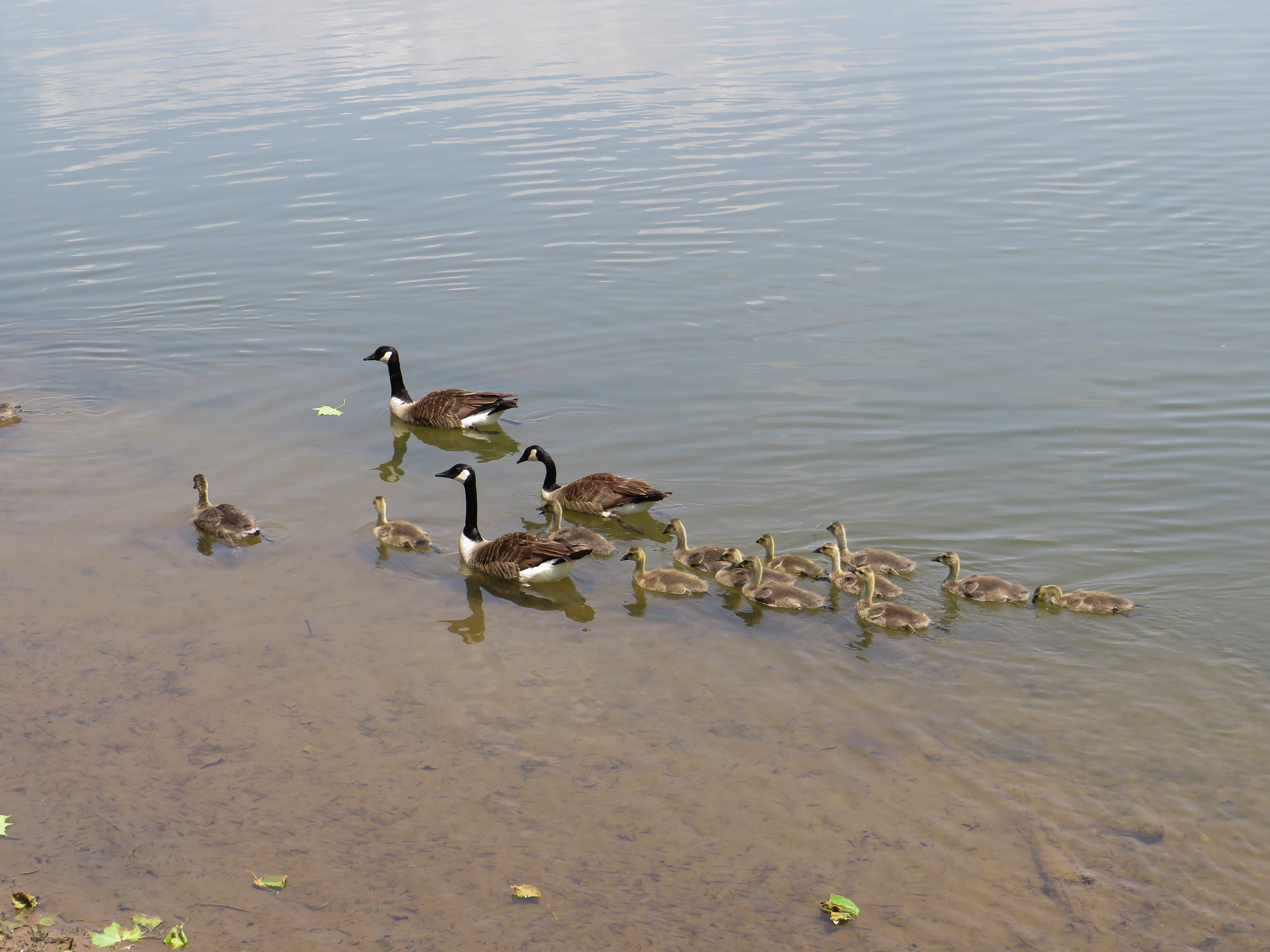 A group of goose chicks swim behind 3 adults.