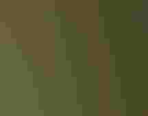 An owl sits in a tree in a dark forest.