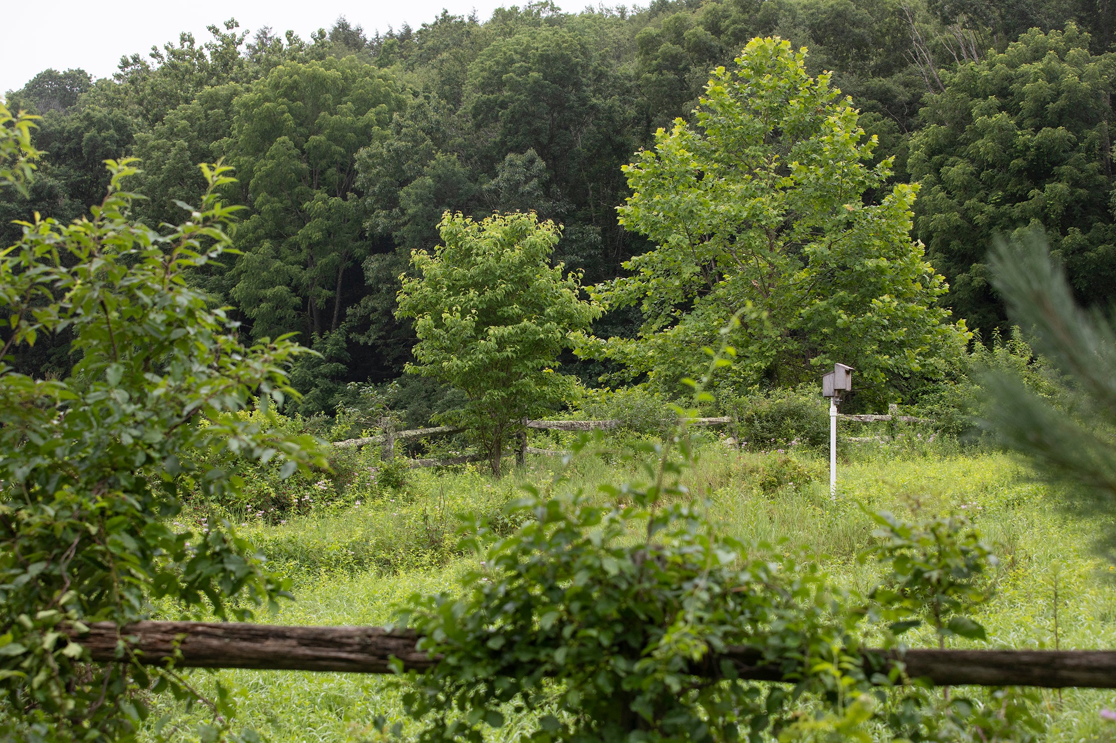 Lush green trees and a small birdhouse in the distance