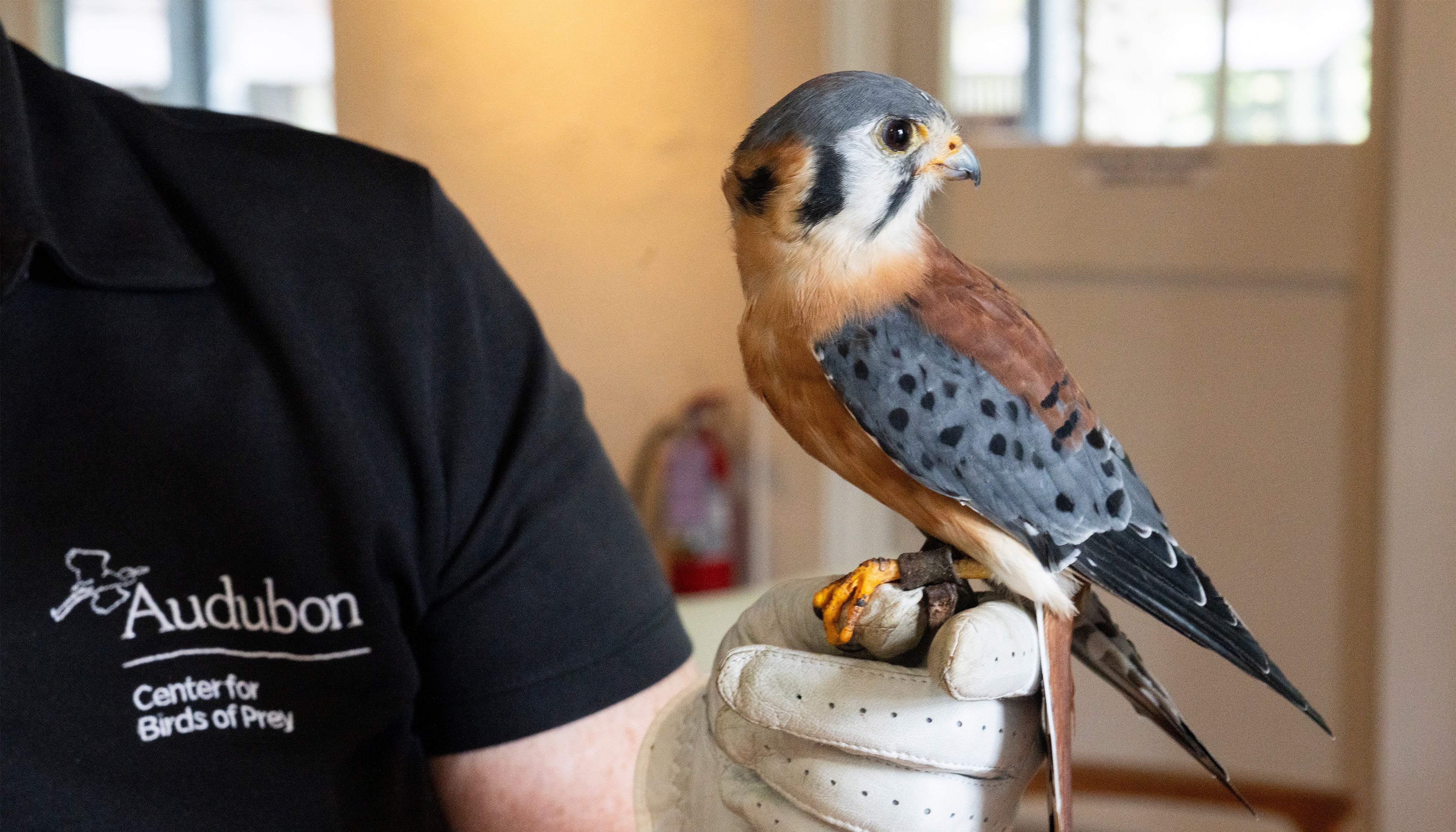 American Kestrel on a glove