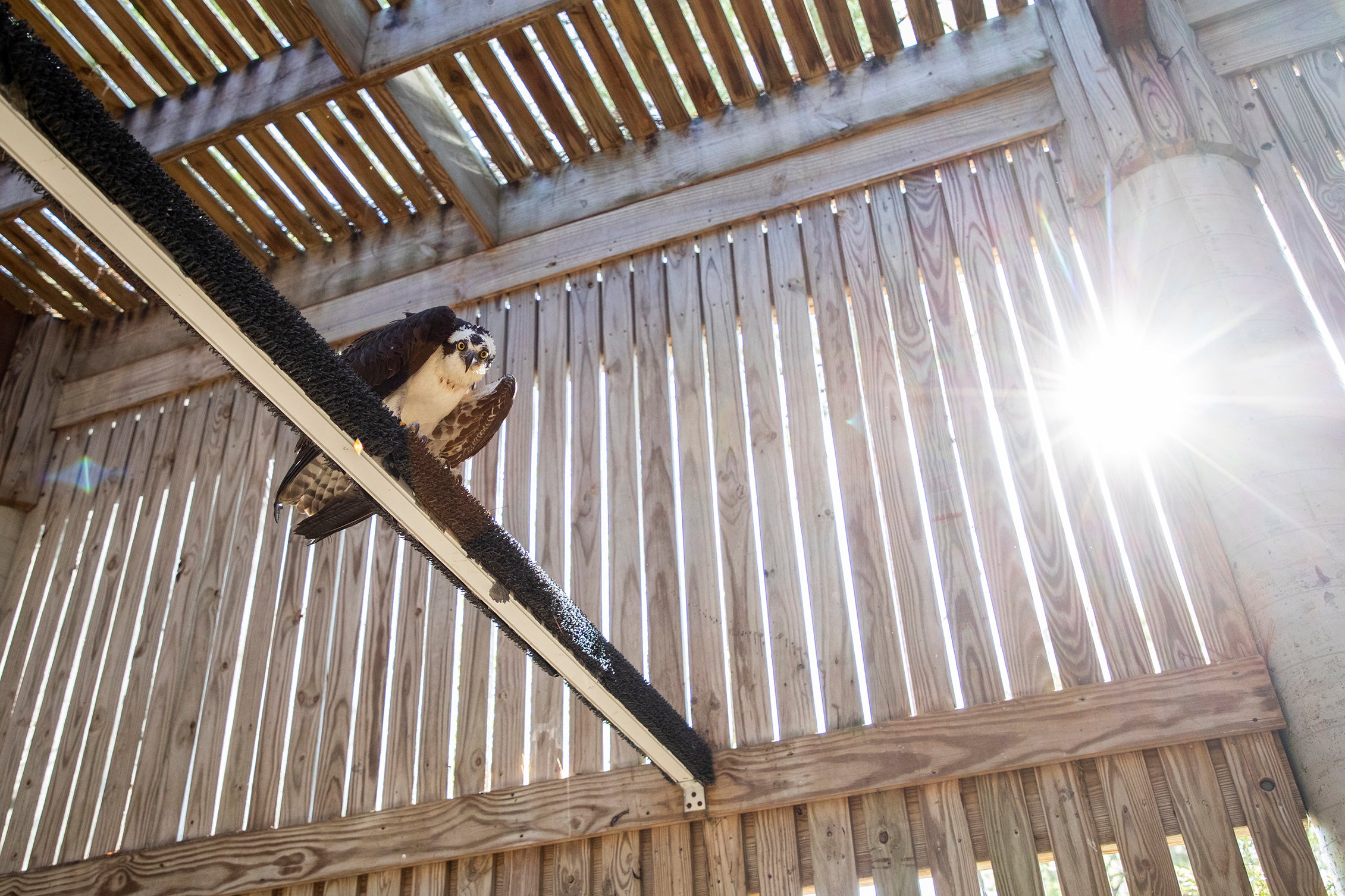 Osprey sits on a rafter while sun shines through slats of wood