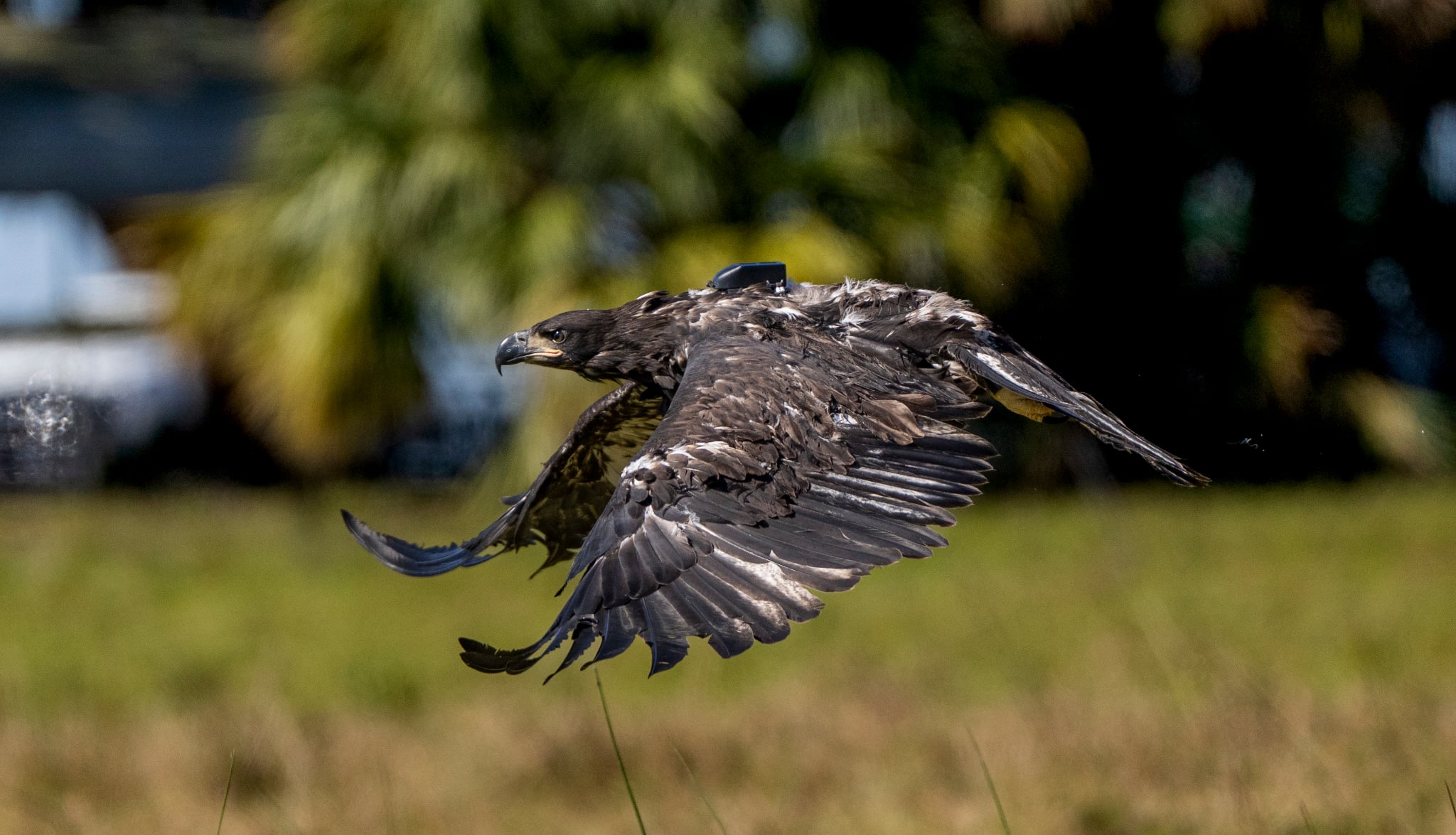 A juvenile Bald Eagle flies low to the ground with a small black transmitter on its back.