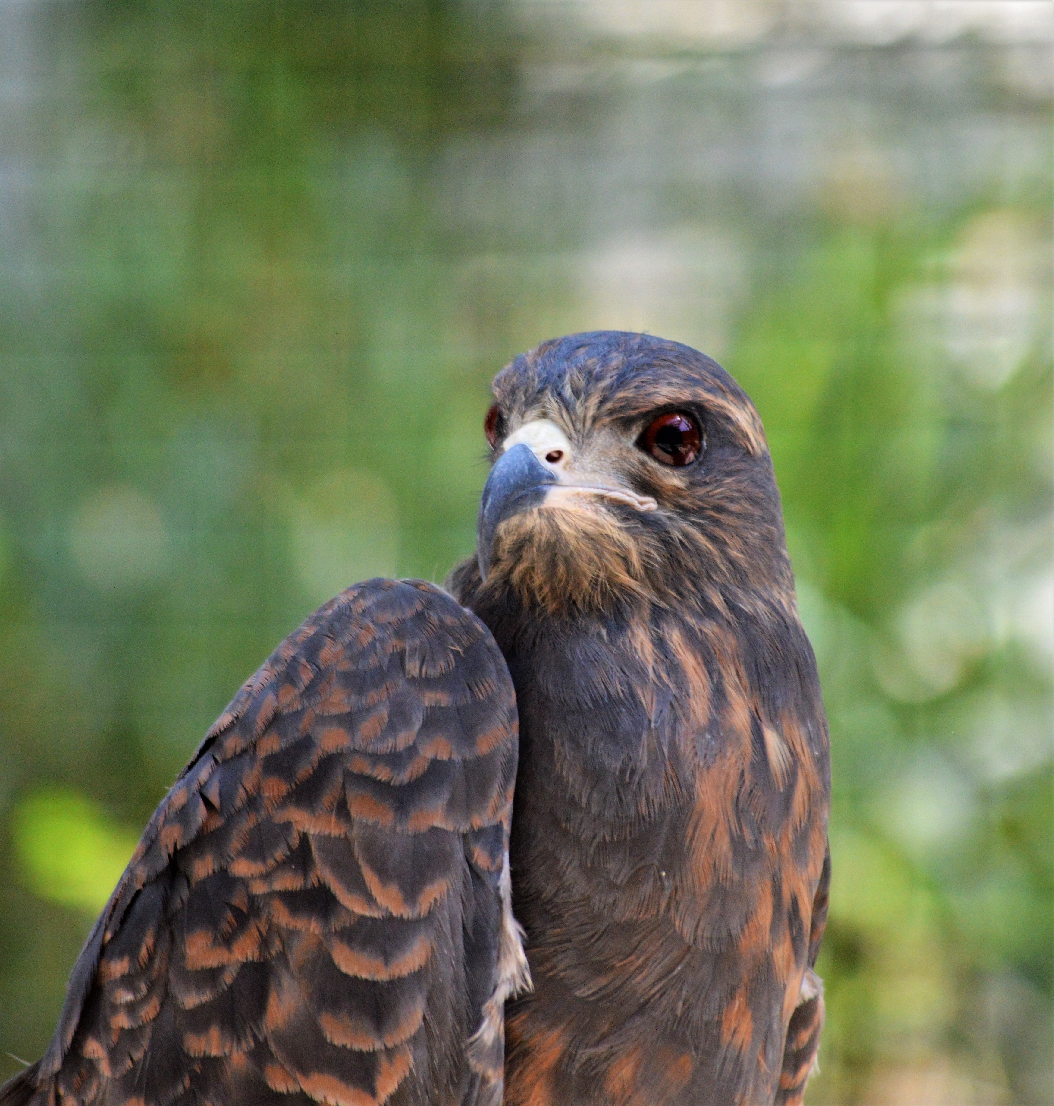 A Snail Kite