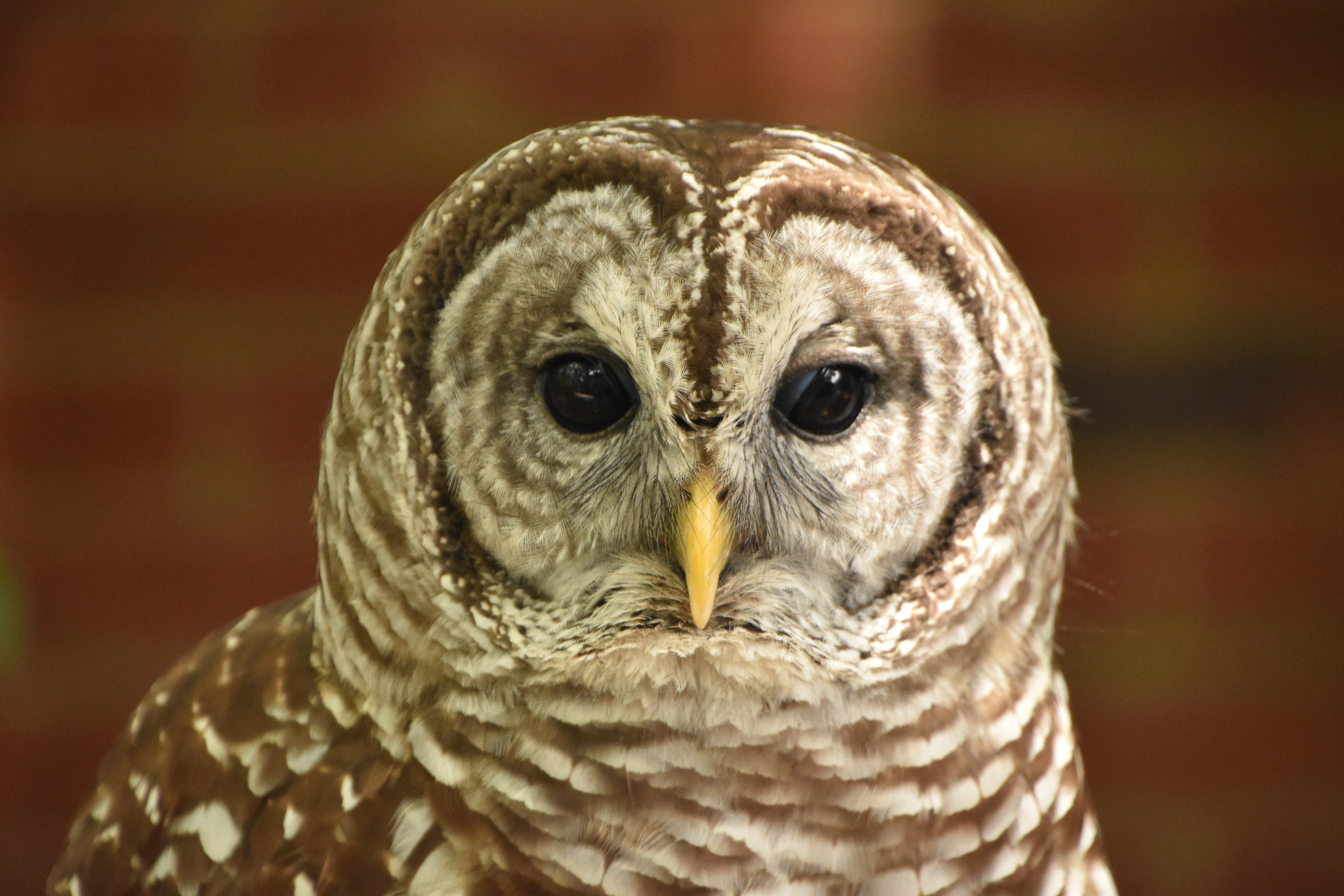 A Barred Owl