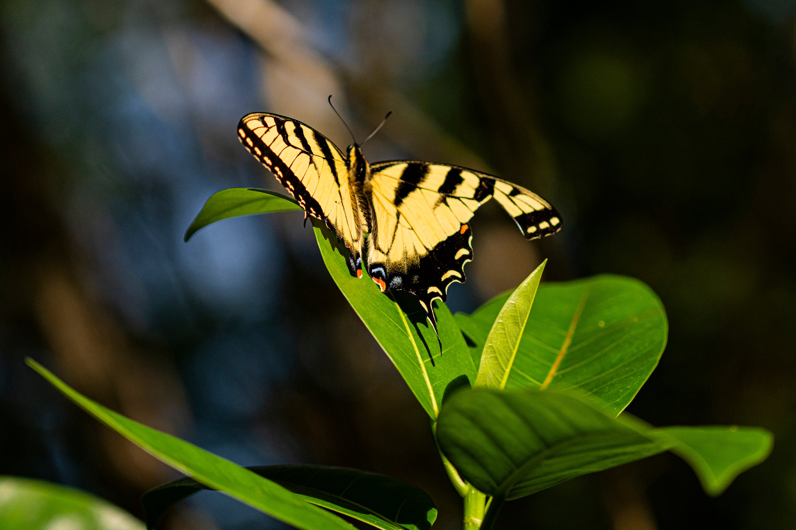 A yellow and black butterfly on a leav