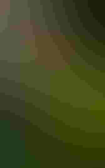 A yellow and black butterfly on a leav