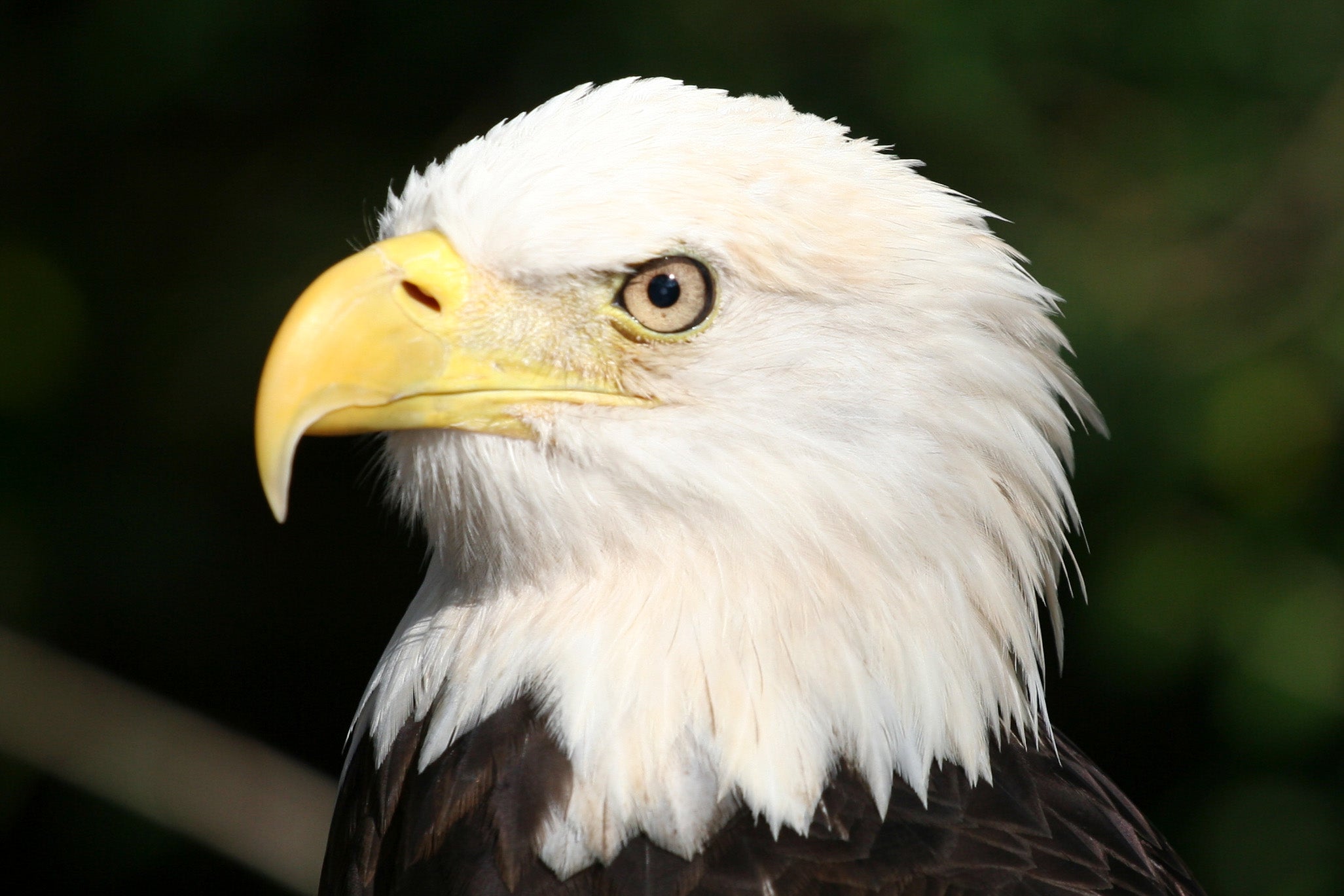 A Bald Eagle
