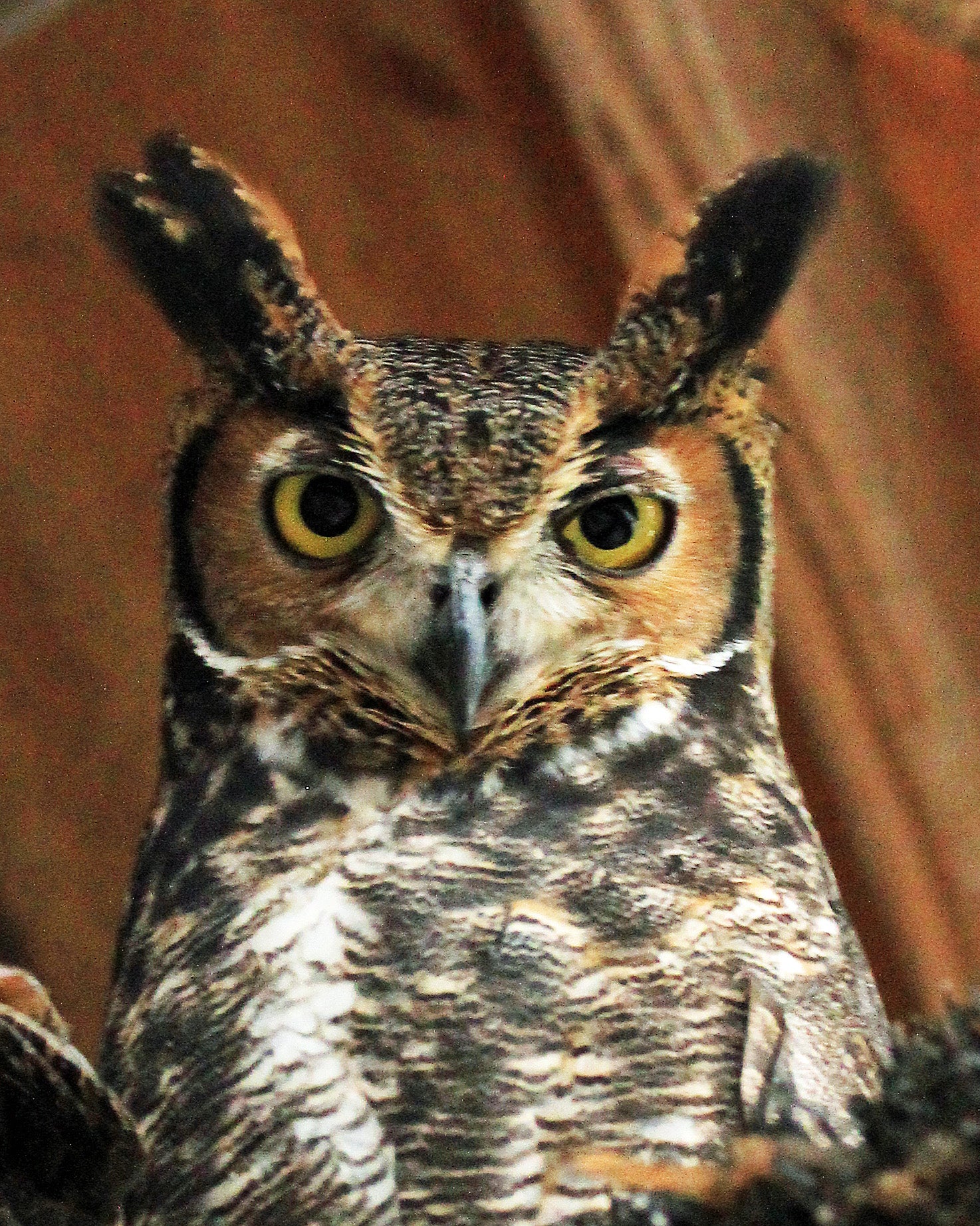 A Great Horned Owl