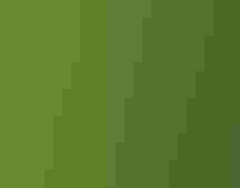 A white wading bird in a leafy green canopy