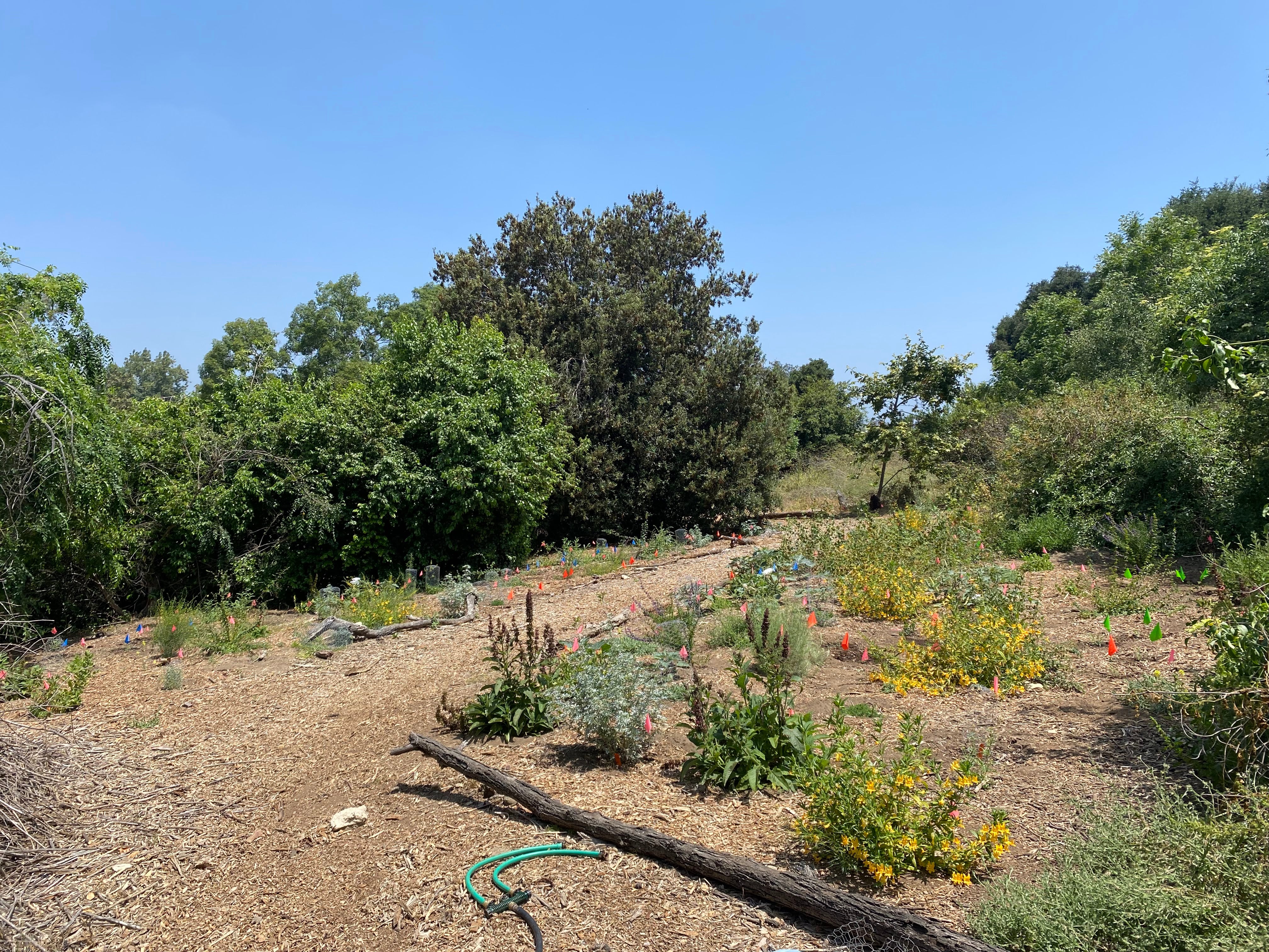 Hummingbird Trail after restoration.