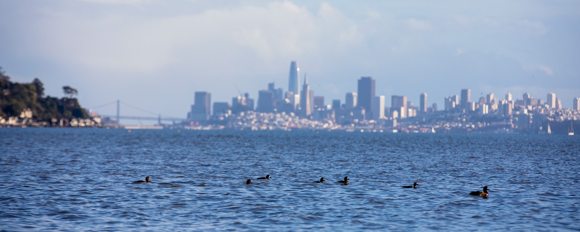 Tiburon Wildlife Viewing Area