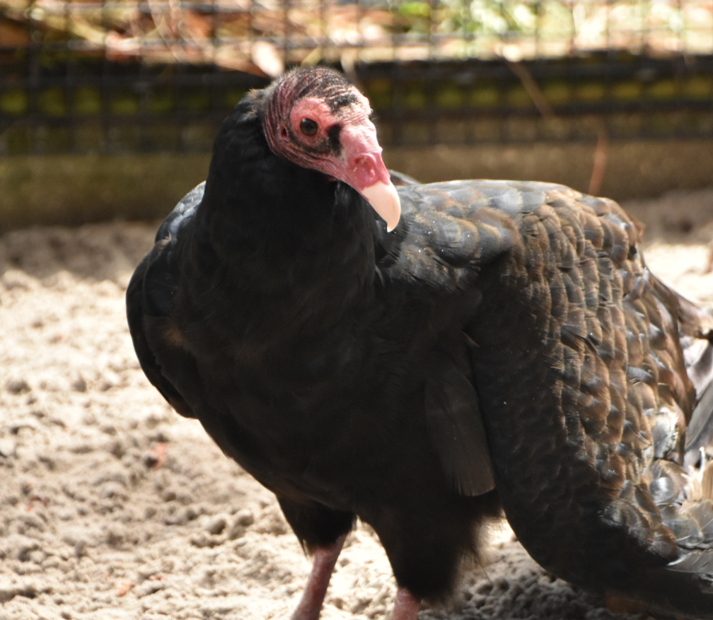 A Turkey Vulture