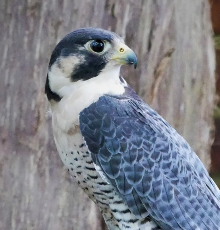 A Peregrine Falcon