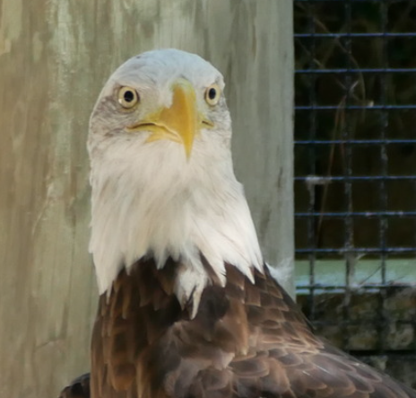 A Bald Eagle from the shoulders up