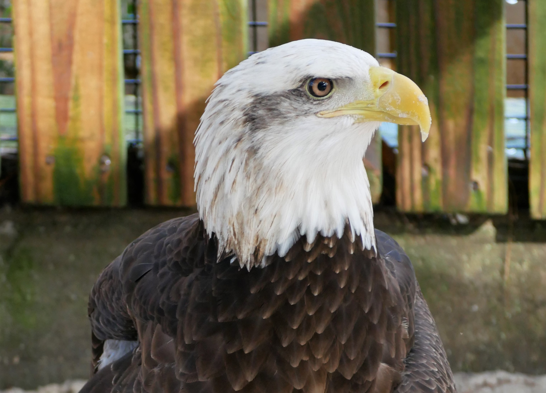 A Bald Eagle from the shoulders up