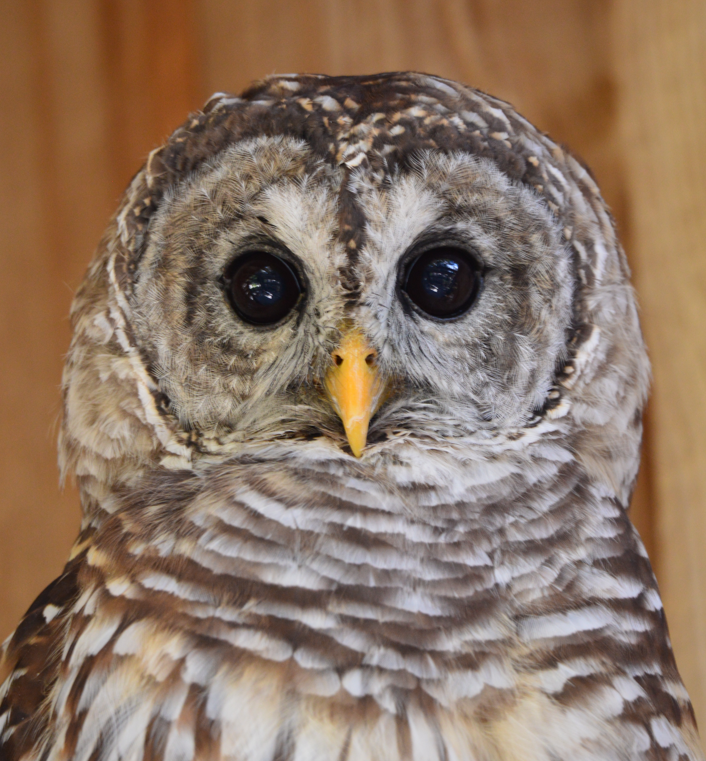A Barred Owl