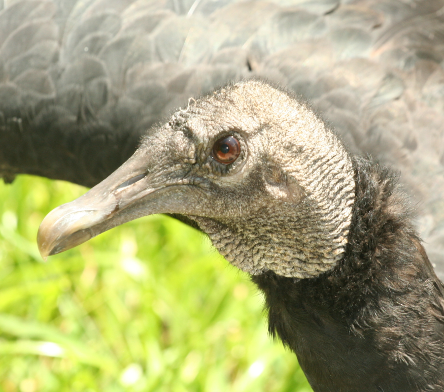 A Black Vulture