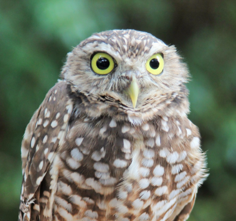 A Burrowing Owl