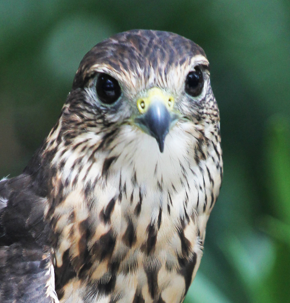 A Merlin from the shoulders up