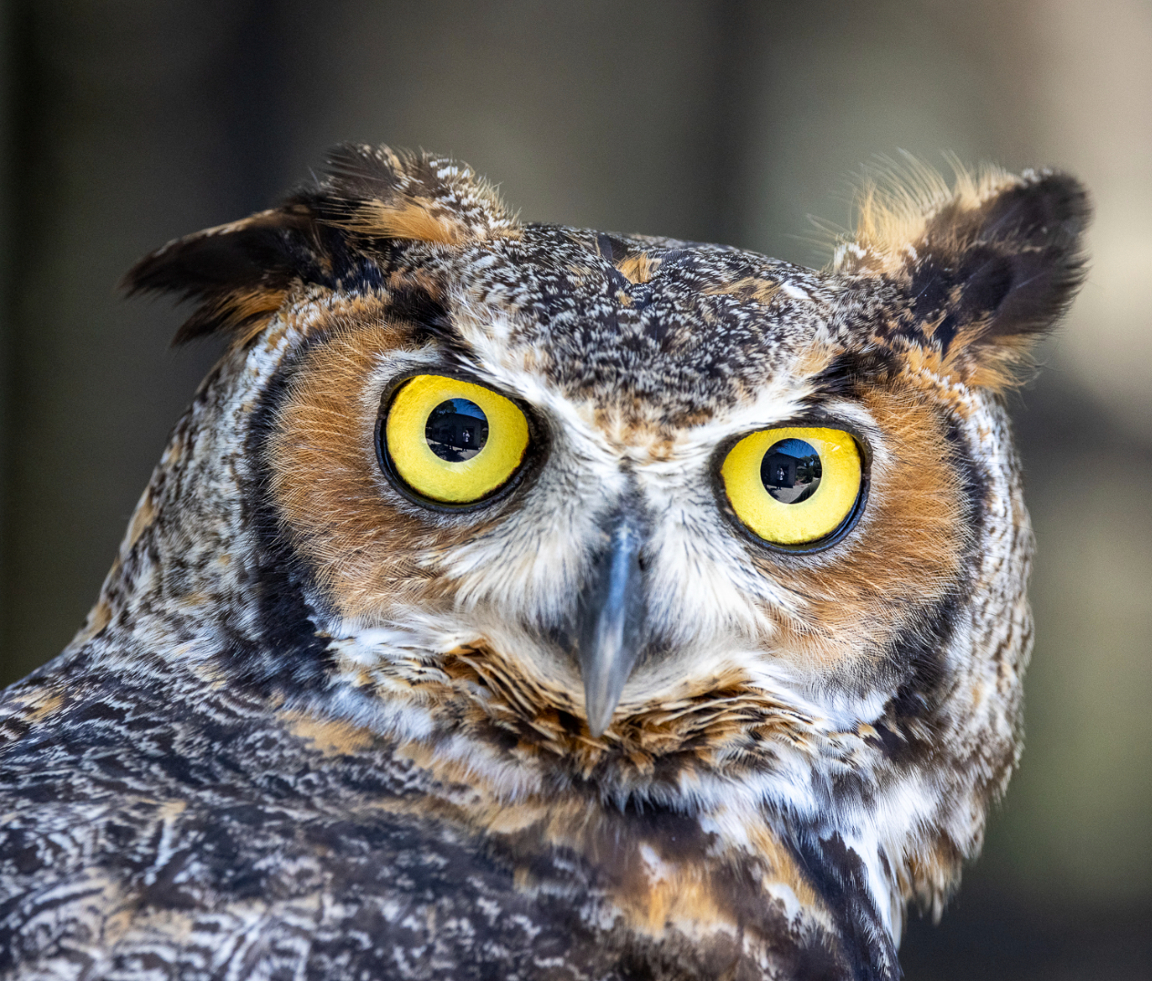 A Great Horned Owl