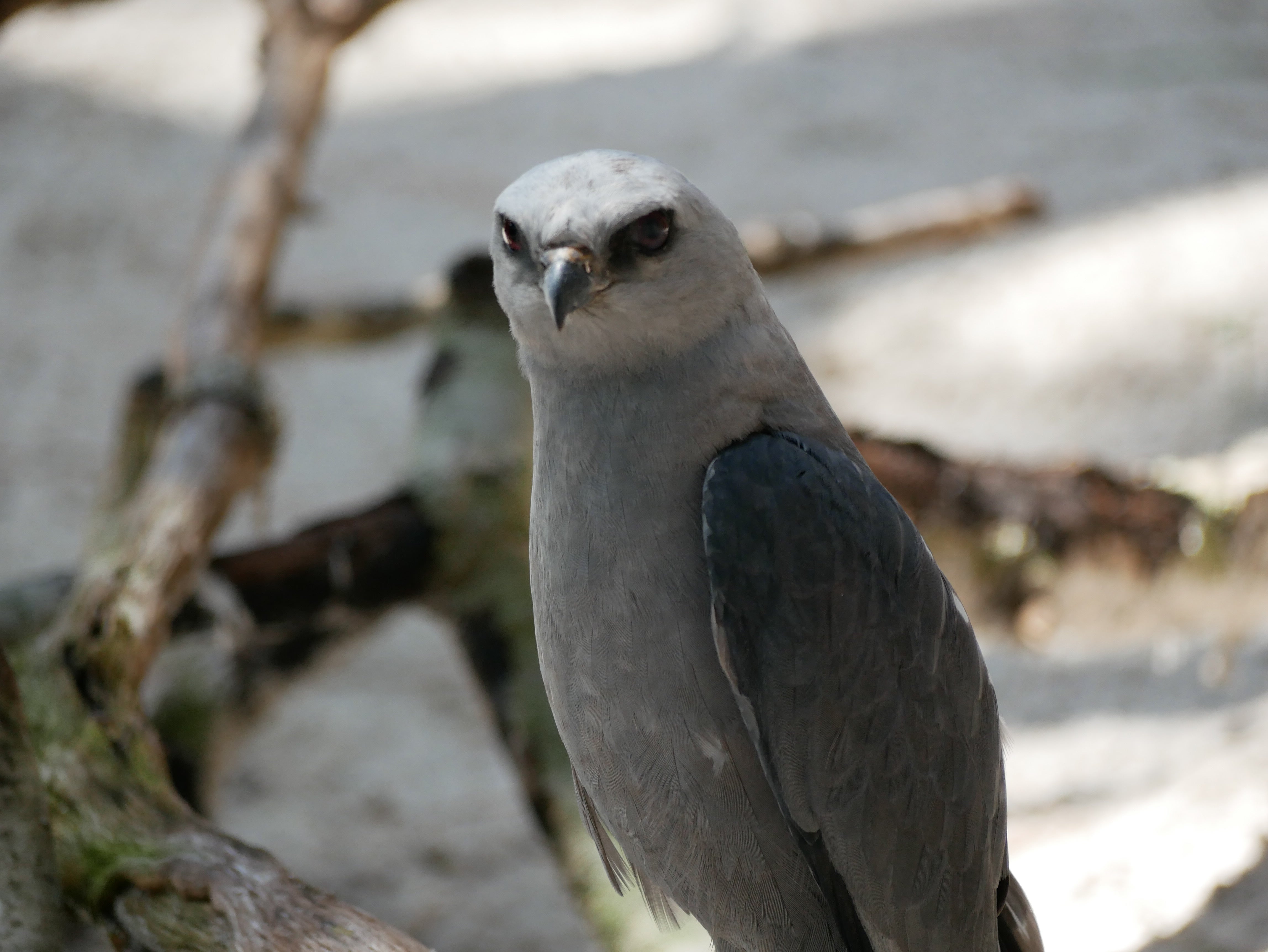A Mississippi Kite.