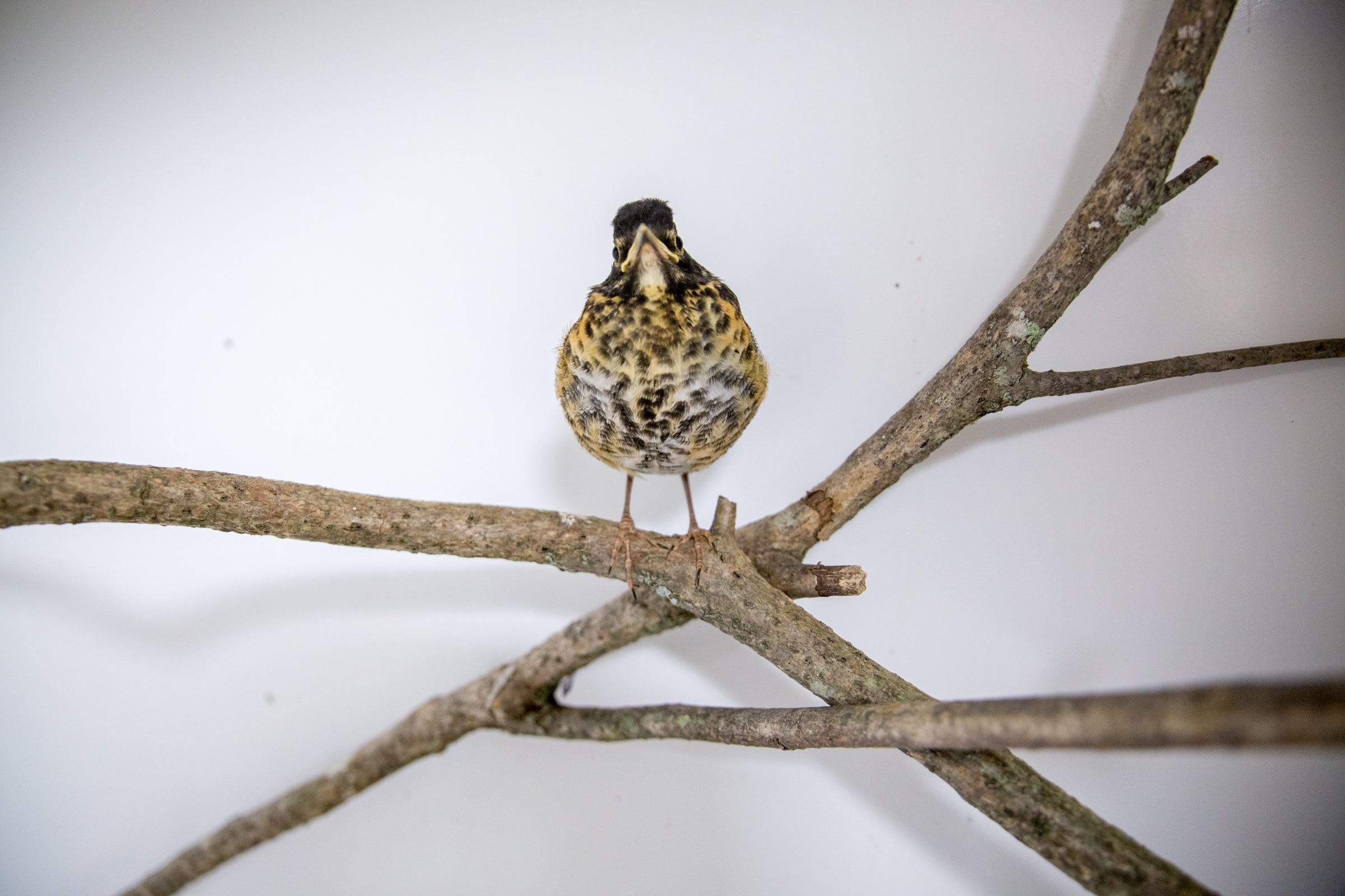 American Robin fledgling with brown speckled breast sits on a bare branch in a white rehab space.