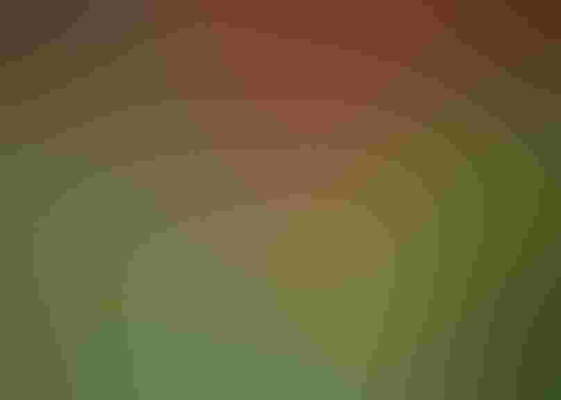 Rufous Hummingbird. Photo: Soo Baus Clear liquid dribbles from a hummingbird hovering at a red flower.