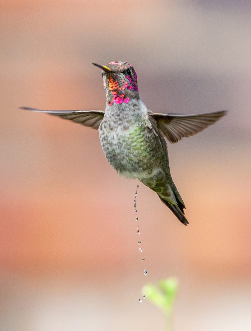 Hummingbird Pooping Do Birds Pee? Hummingbirds Do—a Lot | Audubon