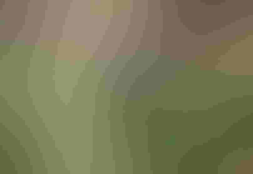 An Anna’s Hummingbird chick expels liquid waste from the nectar slurry hummer parents regurgitate to feed nestlings. Photo: Soo Baus Liquid shoots out of a hummingbird nestling's cloaca.