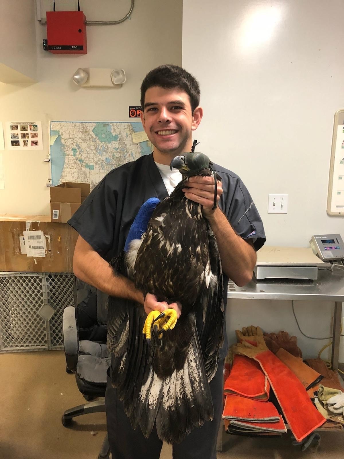 A man smiles holding a hooded Bald Eagle
