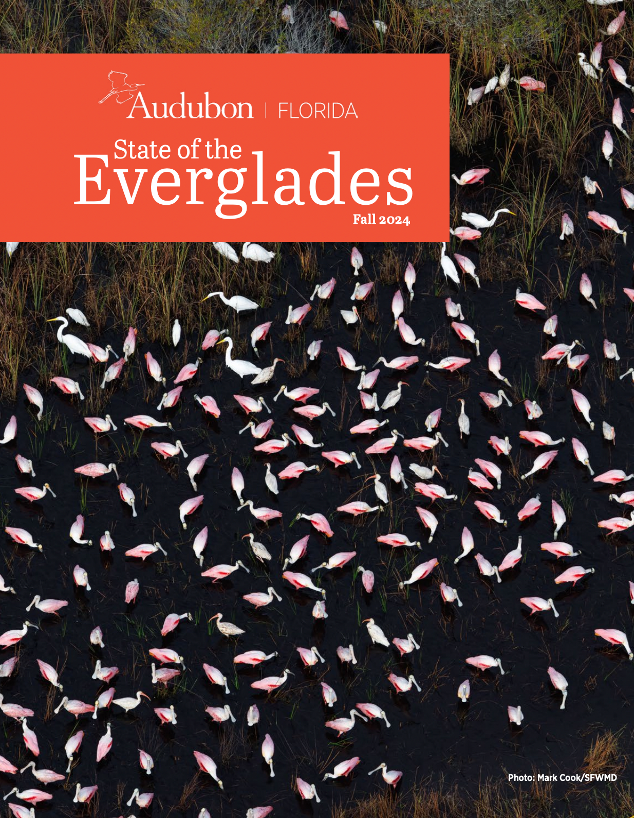 Aerial view of Roseate Spoonbills and other wading birds.