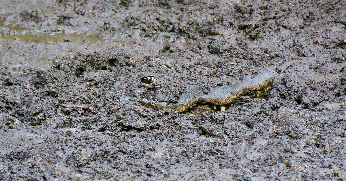 The Effect of This Year’s Drought on Corkscrew Swamp The Effect of This Year’s Drought on Corkscrew Swamp