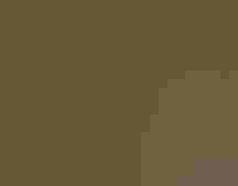 Great Horned Owl fledglings in a tree