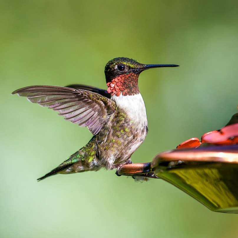 Ruby Brid 10 Fun Facts About the Ruby-throated Hummingbird | Audubon