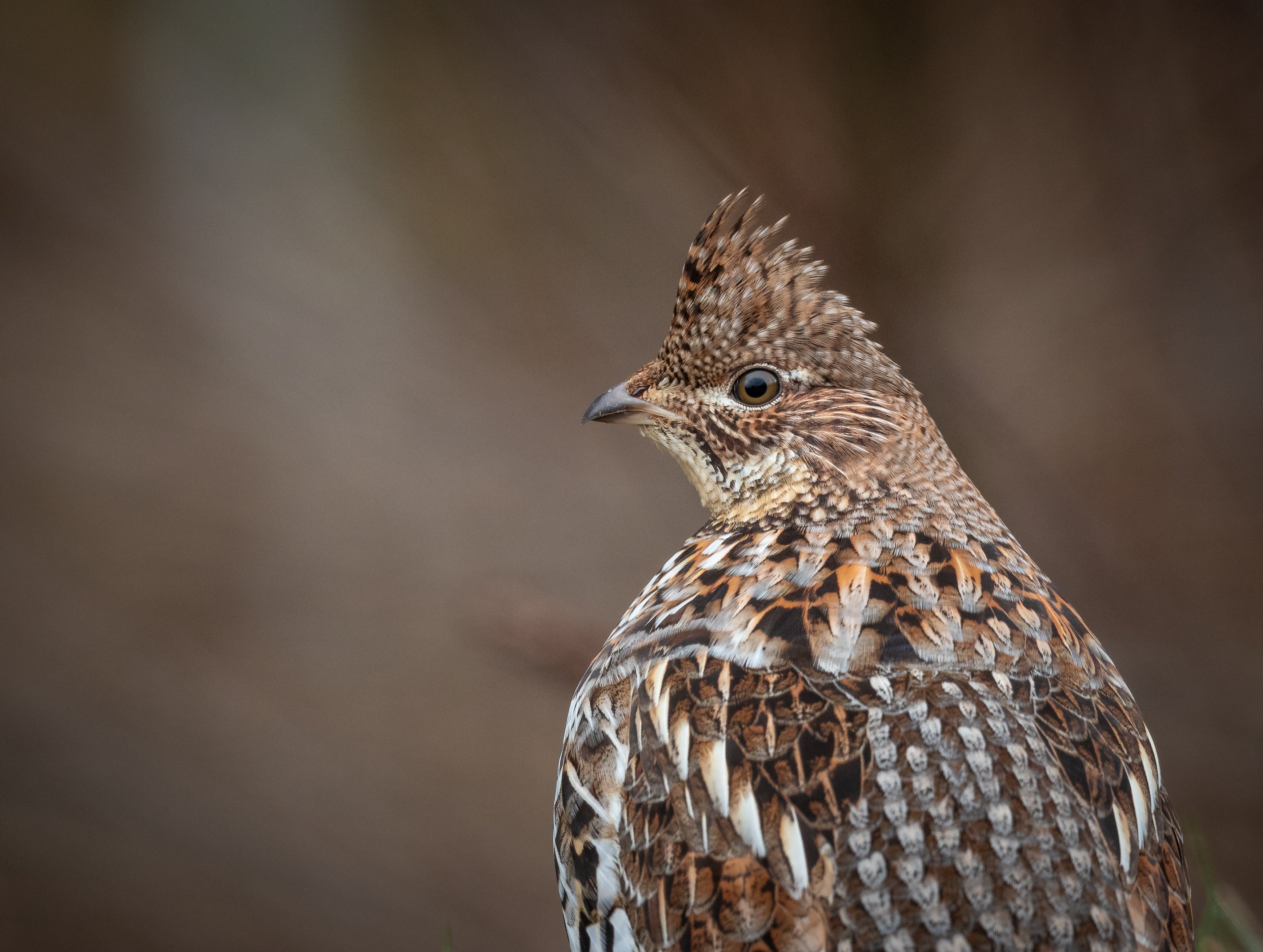 Ruffed Grouse looks back at the camera