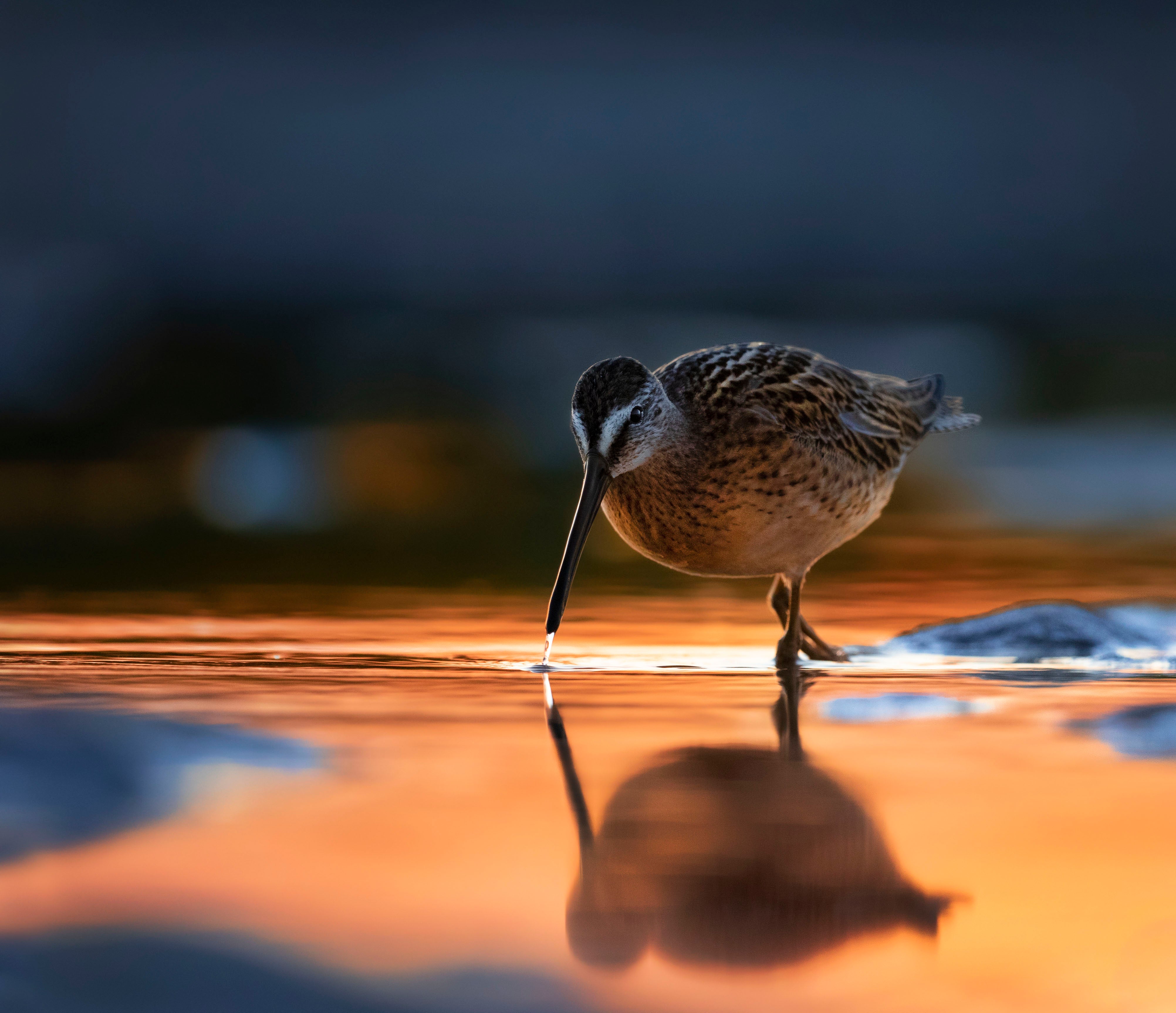A Short-billed Dowitcher walks through pooled water at dawn or dusk