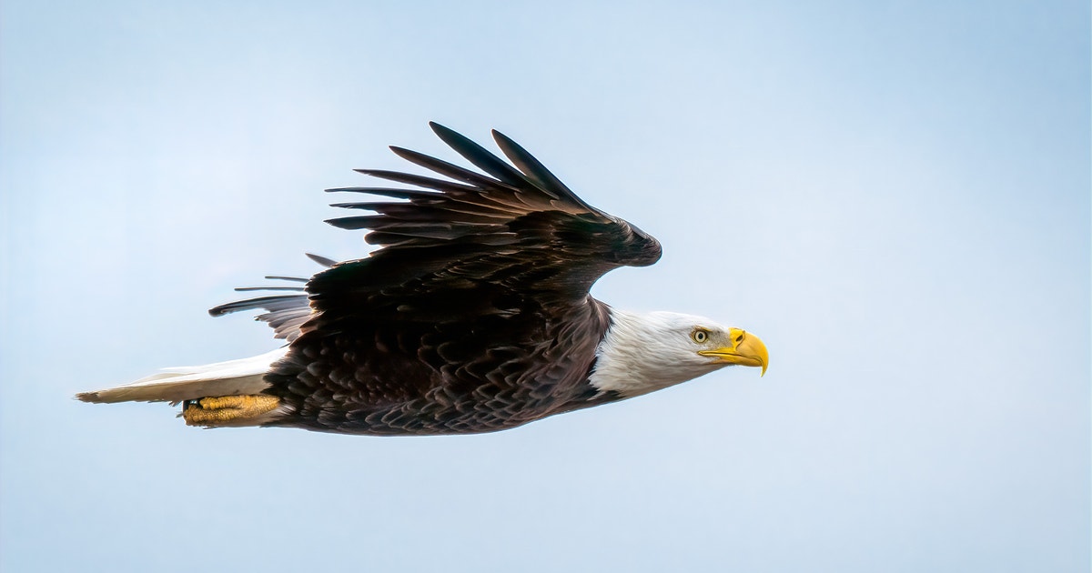 House Budget Bill Advances with Some Fixes for Birds, but Sets us Back on Clean Energy, Conservation, and Environmental Protections House Budget Bill Advances with Some Fixes for Birds, but Sets us Back on Clean Energy, Conservation, and Environmental Protections