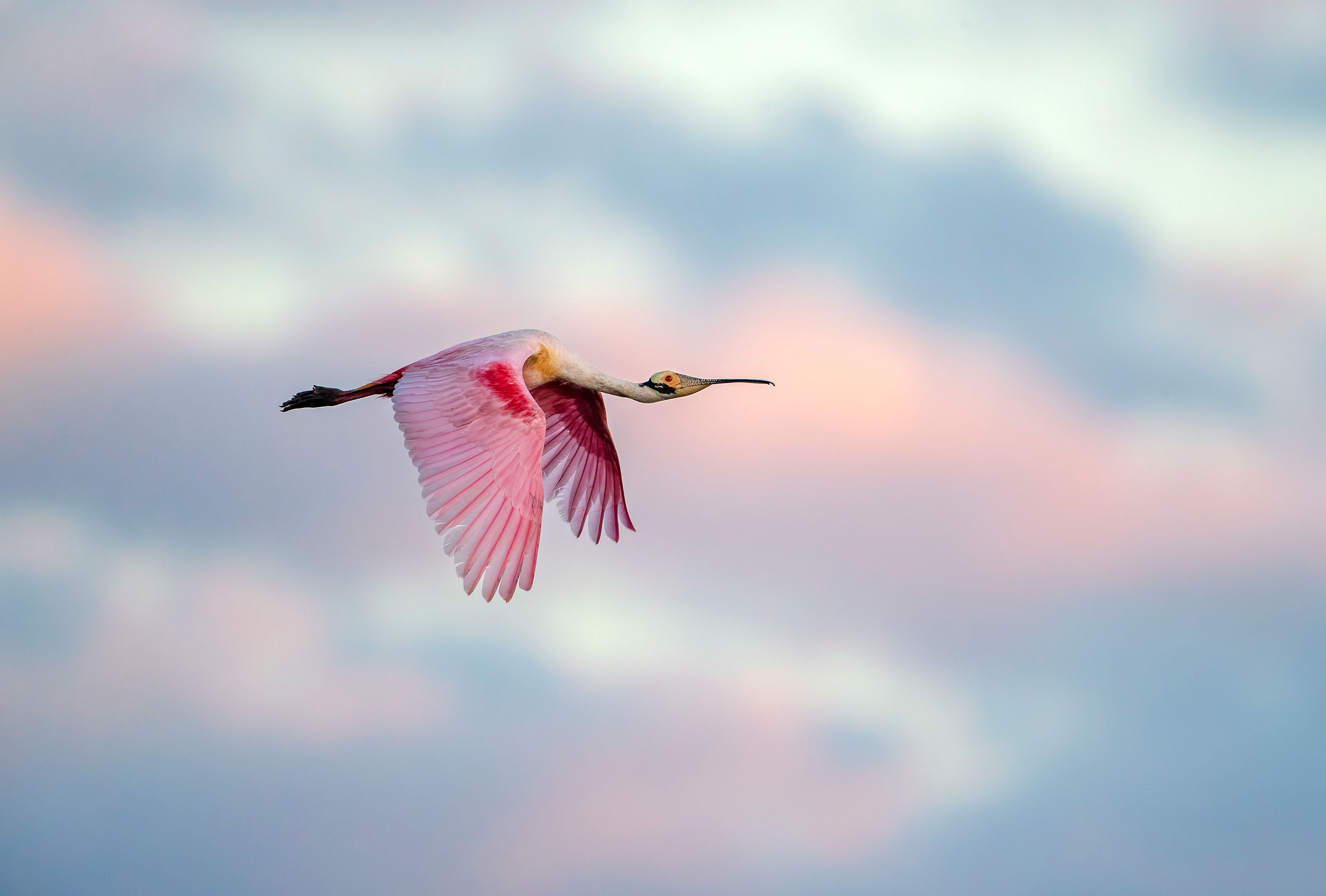 A Roseate Spoonbill flies across the sky.