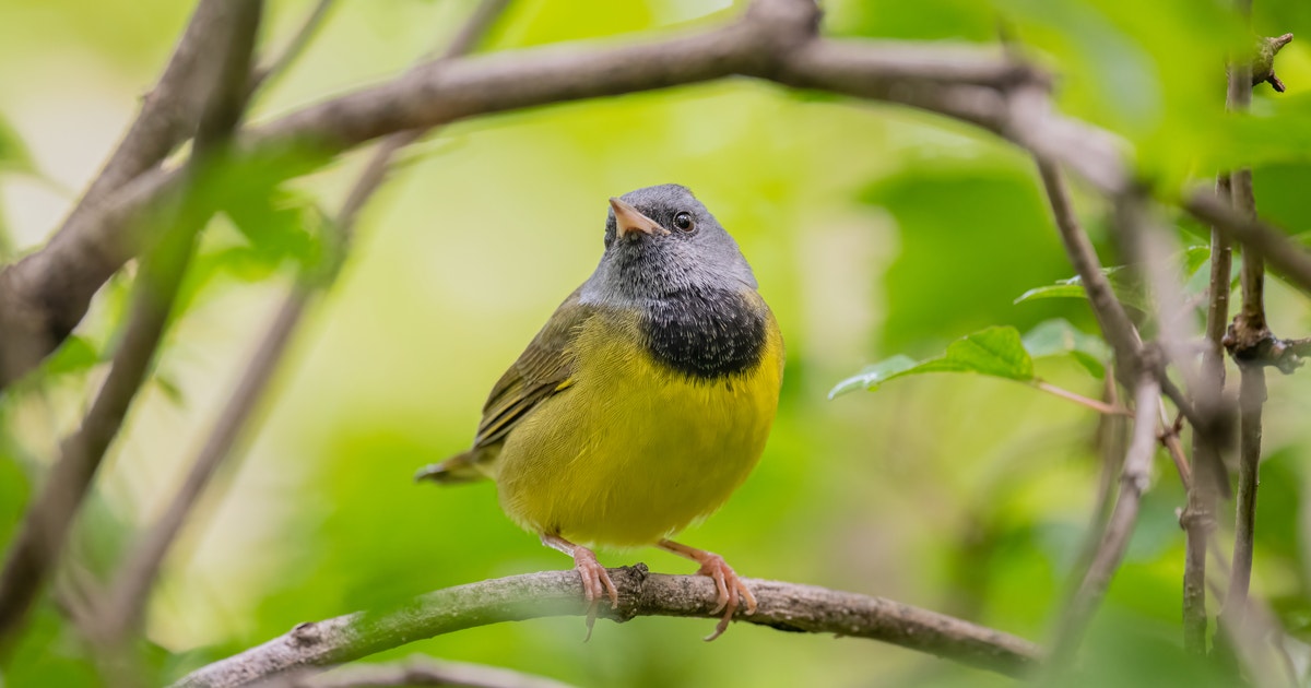 World Migratory Bird Day Reminds Us to Listen to the Birds World Migratory Bird Day Reminds Us to Listen to the Birds