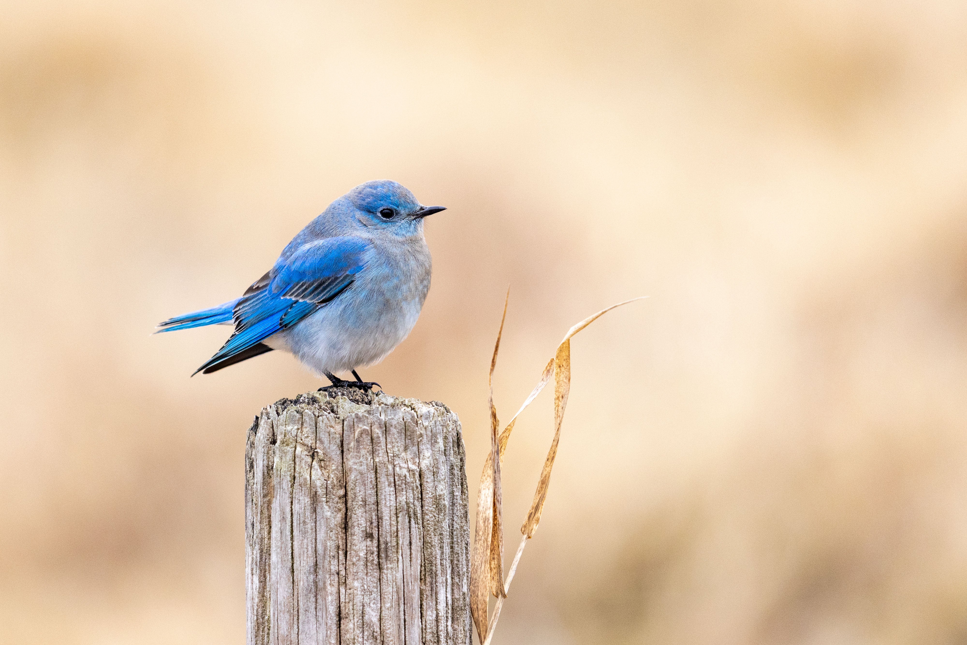 A Mountain Bluebird perches on a fencepost