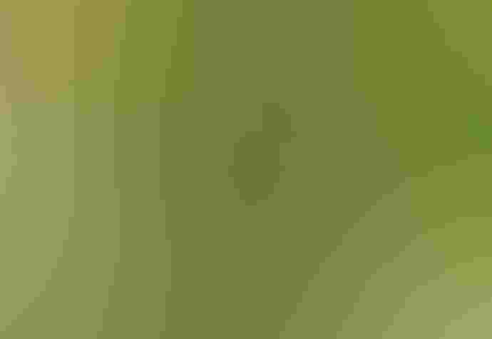 Ruby-throated Hummingbird and Impatiens capensis. Photo: Ryan Leimbach/Audubon Photography Awards A hummingbird drinks from an orange flower.