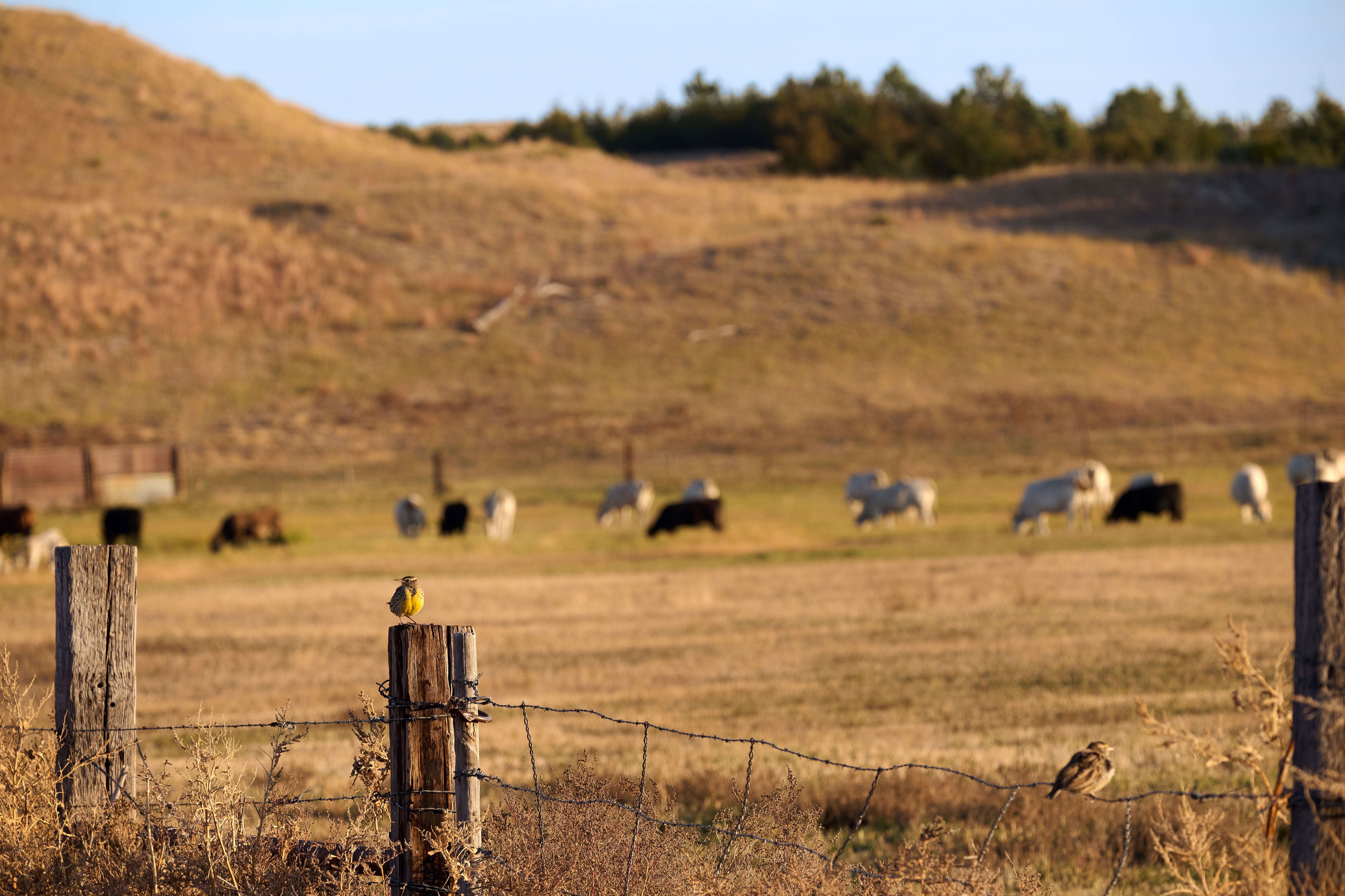 Leigh Fairhead Ranch