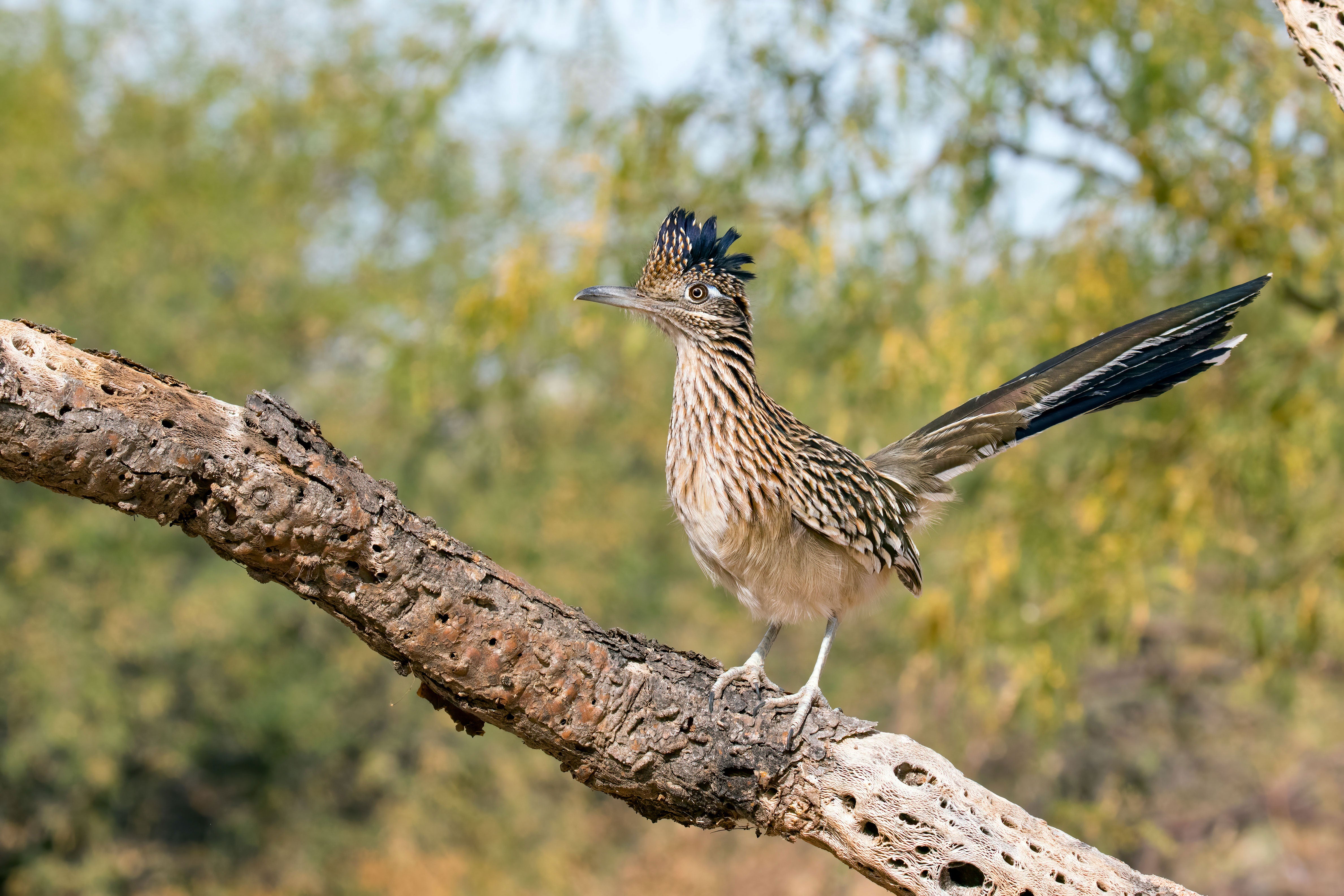 Greater Roadrunner standing on a branch