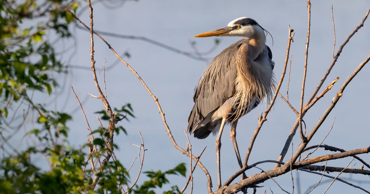 Minnesota's Bird Decline Minnesota's Bird Decline