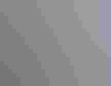 Great Blue Heron perched on a tree branch